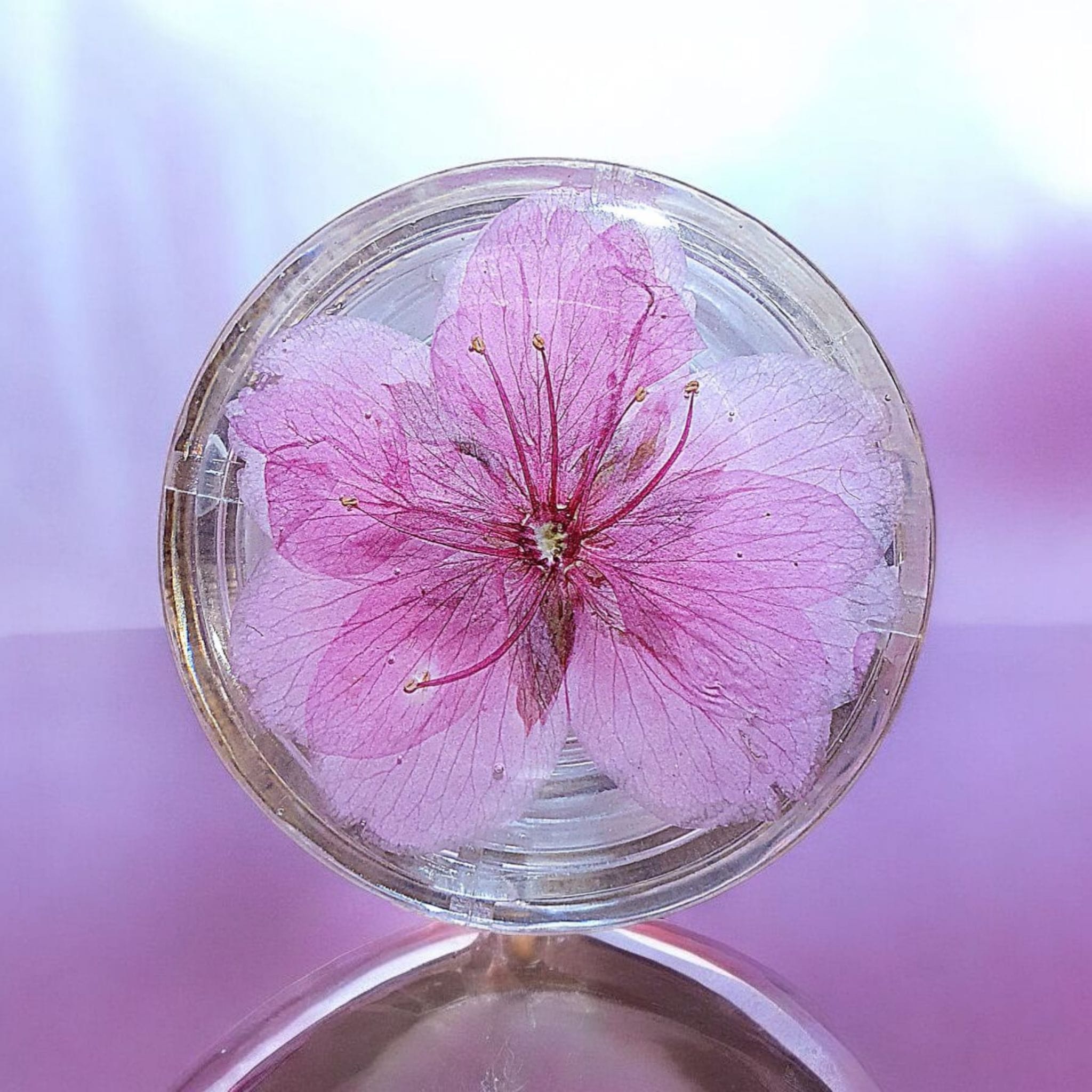 Cherry Blossom Phone Grip – Real Dried Flower Design, MagSafe & Adhesive Options, Gift Included